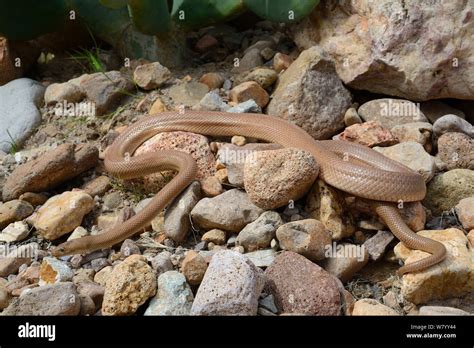 Baja California Ratsnake Bogertophis Rosaliae Baja California Mexico