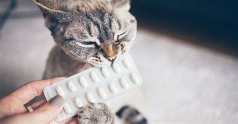 Azithromycin For Dogs Cats And Horses Foals Carecard