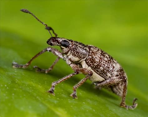 Долгоносики или слоники (лат. Curculionidae) – Интересные животные
