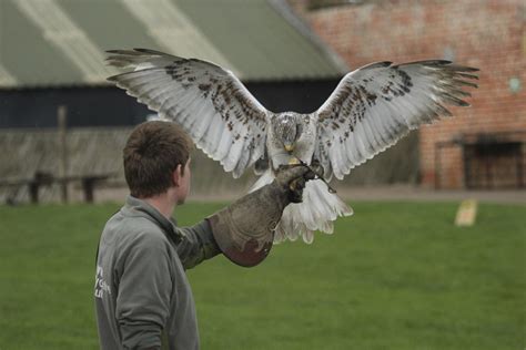 Thirsk Birds Of Prey Centre Aa Ratedtrips