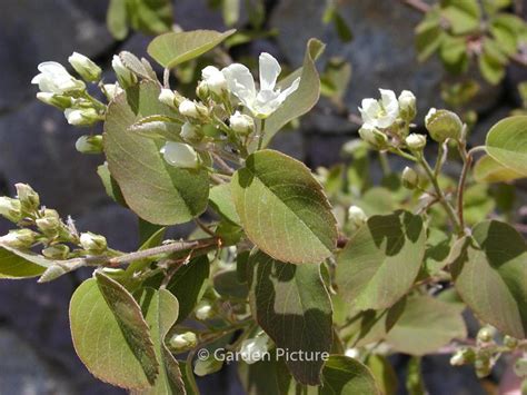 Amelanchier ovalis ‘Helvetia’ – Esveld Shop