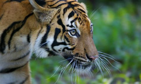 Malayan Tiger.jpg | Photos | WWF