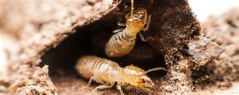 Termites Control Services In Thrissur Best Termite Treatment