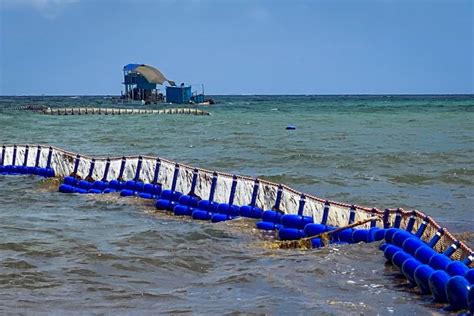 La Jornada Maya Quintana Roo Miguel Am Ndola Semar Ha Recolectado