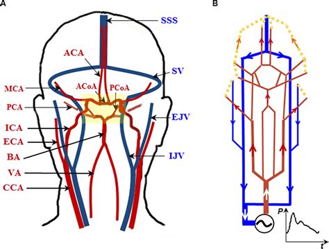 Frontiers Patient Specific Blood Flow Analysis For Cerebral