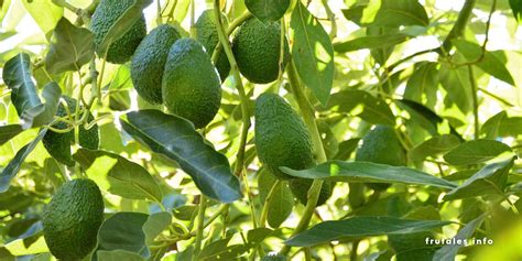 Cuánto tarda un aguacate en dar fruto Guía completa