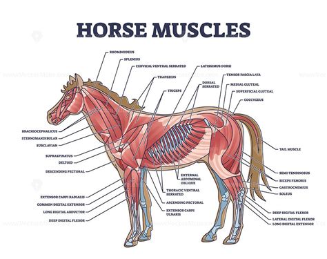 Horse muscles structure with detailed muscular system anatomy outline ...