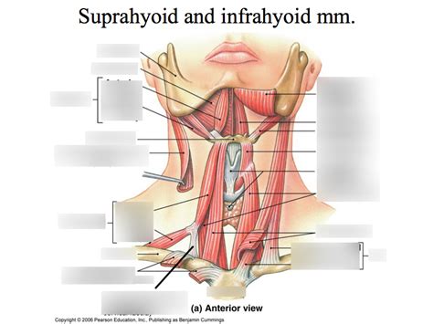 Suprahyoid And Infrahyoid Muscles Diagram Quizlet