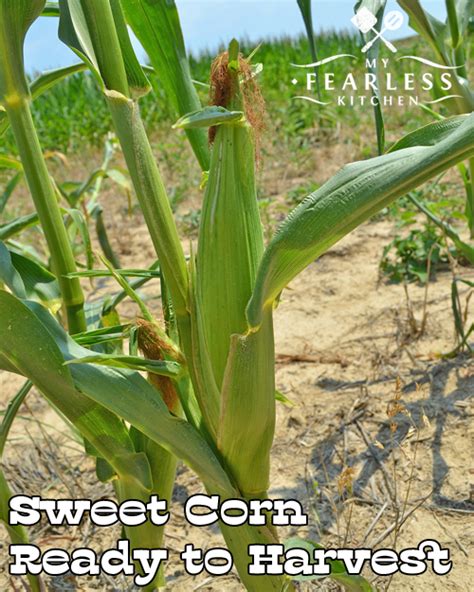 The Difference Between Sweet Corn And Field Corn