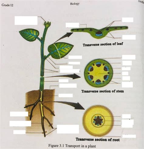 Transport system in a plant diagram (G-12) Diagram | Quizlet