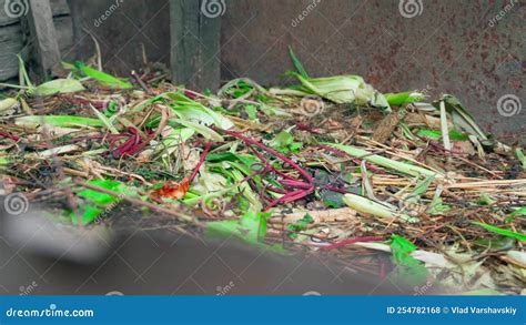 Food Waste And Waste From Farming Garden Activities Lie On A Compost