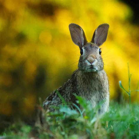 Rabbit Thumping Understanding The Reasons Behind Rabbits Thumping