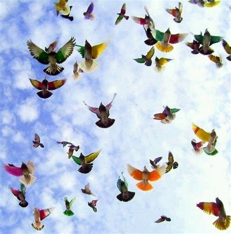 Lots Of Birds Colorful Birds Birds In The Sky Beautiful Birds