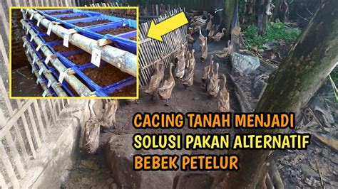 Cacing Tanah Menjadi Solusi Pakan Alternatif Bebek Petelur YouTube