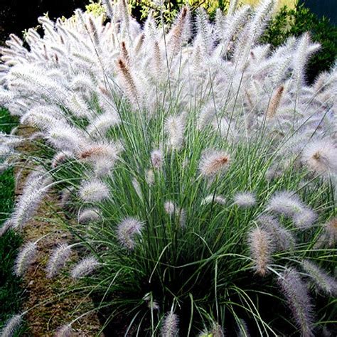 Dwarf Fountain Grass Hameln For Sale Online The Greenhouse