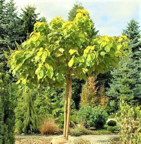 CATALPA KATALPA Surmia Zwyczajna Sadzonki 100 120 Cm