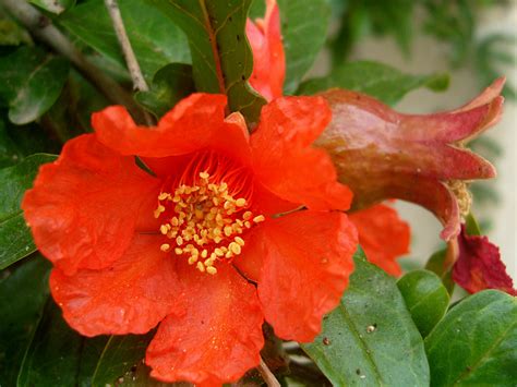 Punica Granatum Pomegranate World Of Flowering Plants