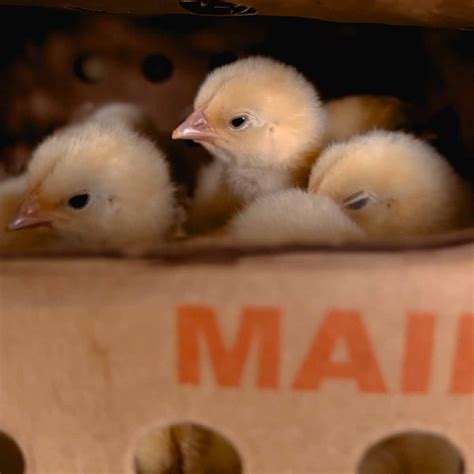 Raising Baby Chicks Beginners Guide To Chick Care At Home On The
