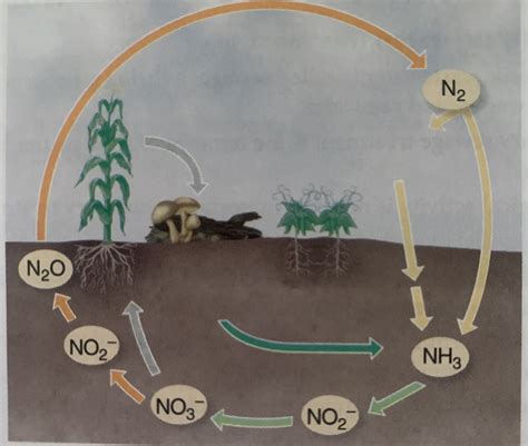 Nitrogen Cycle Diagram Quizlet