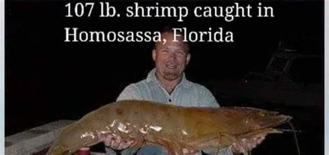 UR A Smart Ass Carl On Twitter Florida I Ll Shrimp Do Meth And