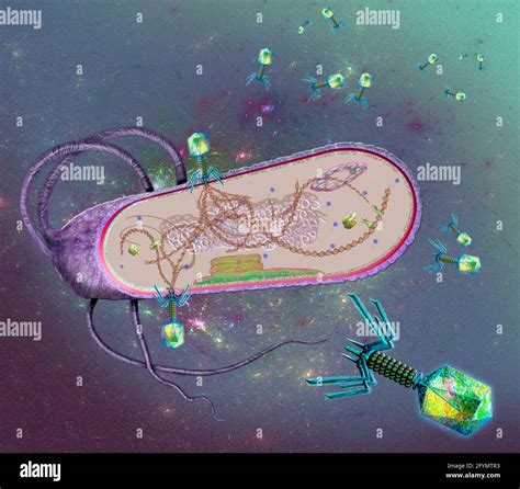 Prokaryotic Cell Structure Mesosome