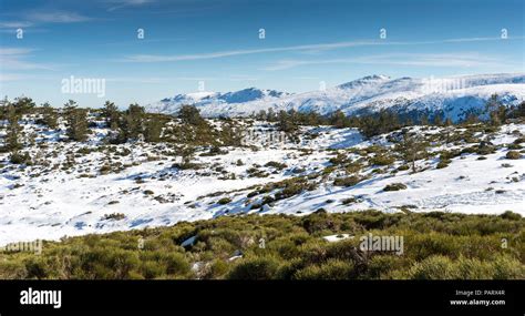 Scots Pine Forest Pinus Sylvestris And Padded Brushwood Juniperus