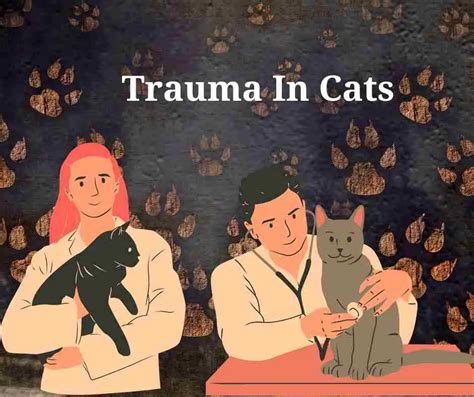 Trauma In Cats 11 Causes Symptoms And Preventions