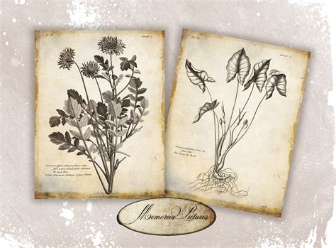 Vintage Botanical Floral Plants Old Paper Drawing Set Of Etsy