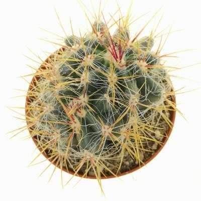 Ferocactus Stainesii Var Pilosus F Dicotomica 10 Cm Cactaceae