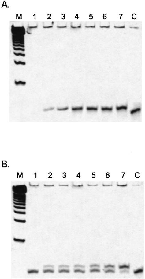 Therminator New England Biolabs Bioz