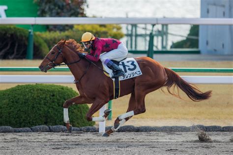 【新馬京都3r】武豊オレンジペコがデビュー勝ち！ 競馬ニュースなら競馬のおはなし