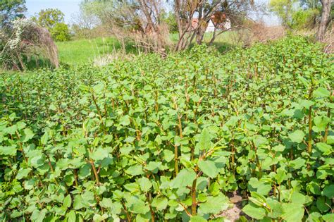 Japanese Knotweed Problem 1 The Long Island Conservancy