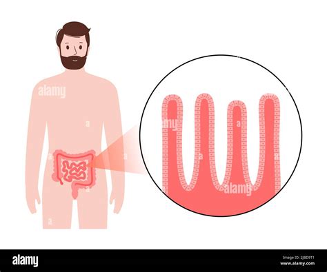 Anatomía Del Intestino Delgado Ilustración Fotografía De Stock Alamy