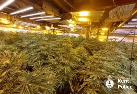 Police Name Three Charged After £1m Cannabis Farm On Newington