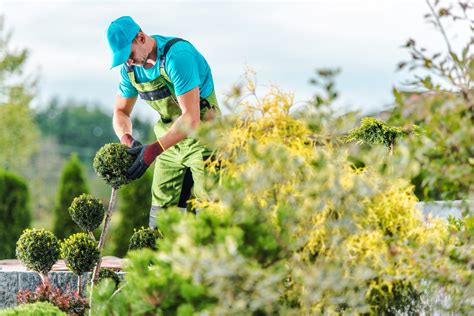 When To Trim Boxwoods And How To Do It Properly