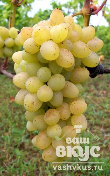 Виноград Киш-миш. Калорийность, польза и вред - ВашВкус