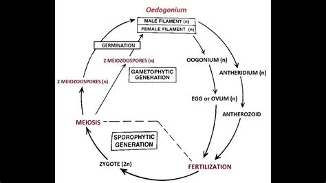 Oedogonium- Life cycle - YouTube