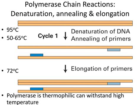 Ppt Polymerase Chain Reactions Denaturation Annealing Elongation