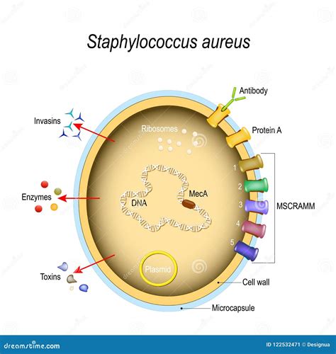 Staphylococcus Bacteria Diagram