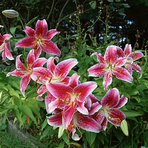 Stargazer Lily Garden Fasci Garden
