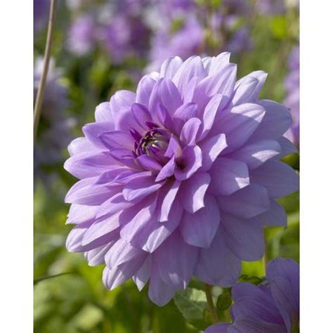 Garden State Bulb 3-Pack Dahlia Blue Boy Bulbs (LB22106) at Lowes.com