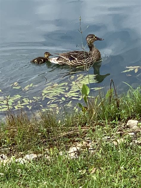 Mallards Pintails And Allies From Rishel St Grove City Oh Us On