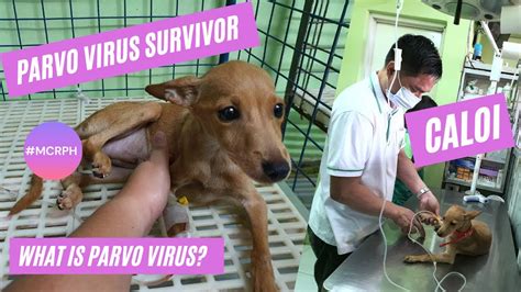 Caloi Our Parvo Survivor What Is Parvo Virus Tips On How To Help