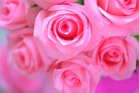 Pink Rose Flower Wallpapers Wallpaper Cave