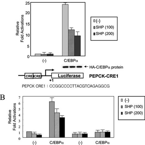 Pdf Transcriptional Repression Of The Gluconeogenic Gene Pepck By The