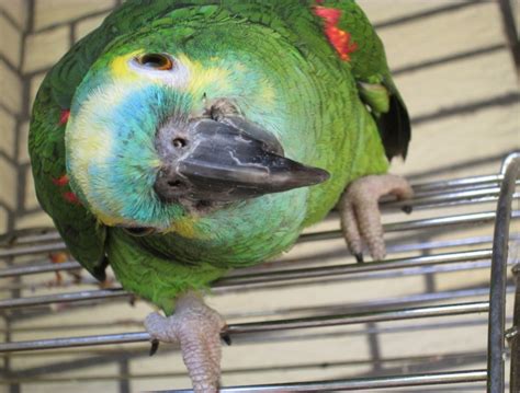 Blue-Fronted Amazon Parrot: Personality, Diet, Care & Pictures | Pet Keen