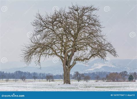 Large Single Tree In Winter Snow Nature With Naked Branches Stock Image Image Of Environment