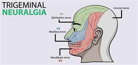 Trigeminal nerve: face's hidden maestro