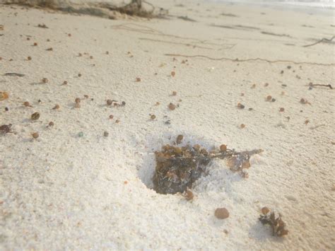 The Enigmatic Ghost Crab — Cousine Island Seychelles
