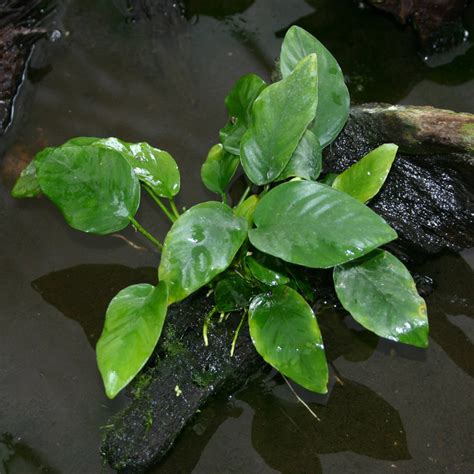 Anubias ‘nana Gulfstream Tropical Aquarium